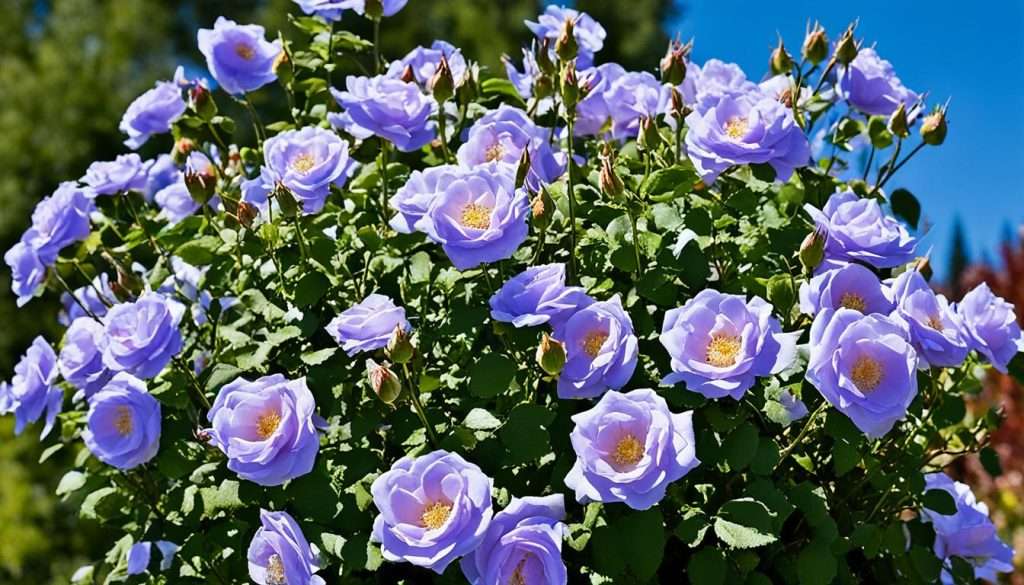 Heckenrose Standort und Boden